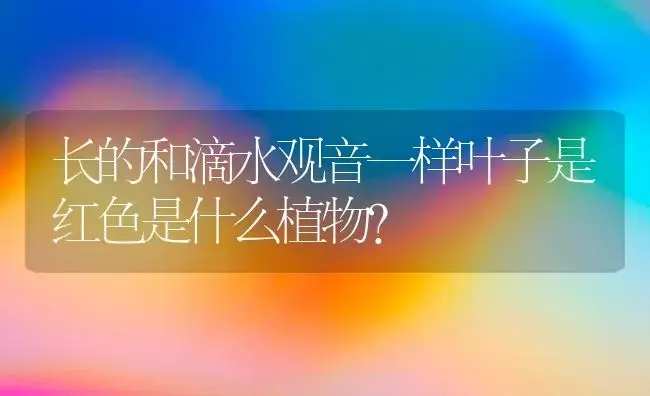 长的和滴水观音一样叶子是红色是什么植物？ | 植物问答