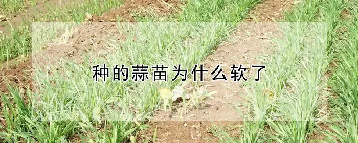 种的蒜苗为什么软了