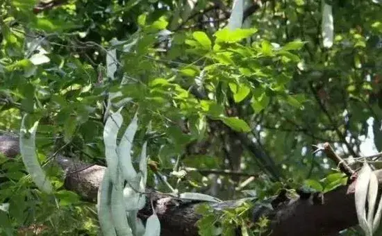 皂角种植技术，可在植株上采集种子也可去市场购买种子