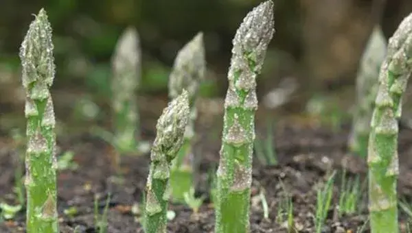 芦笋的种植技术 芦笋什么时候（季节）种植