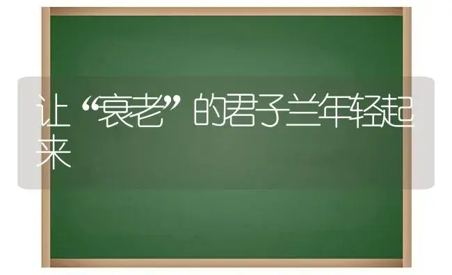 让“衰老”的君子兰年轻起来 | 植物科普