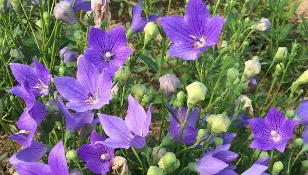 桔梗的种植季节和方法，可选春播和冬播