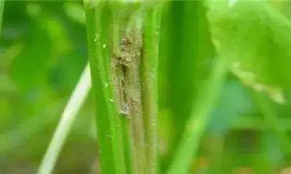 芹菜叶柄粗纤维增多原因及防止措施
