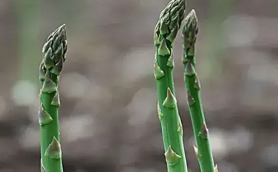 芦笋要不要修剪