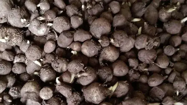 旱半夏种植技术及经验