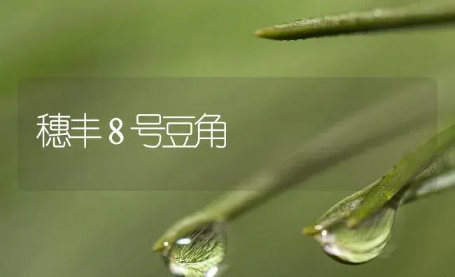 穗丰８号豆角 | 植物百科