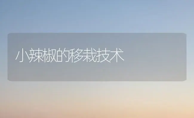 小辣椒的移栽技术 | 植物百科