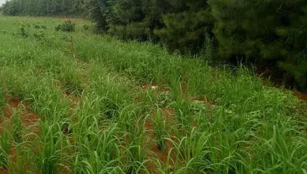 旱稻种植时间和方法，春播4至5月，夏播6月中旬