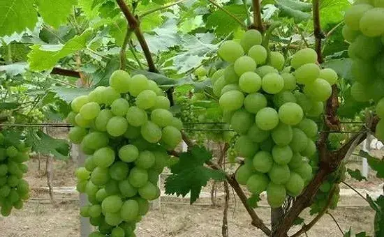 葡萄裂果的原因及防治方法讲解