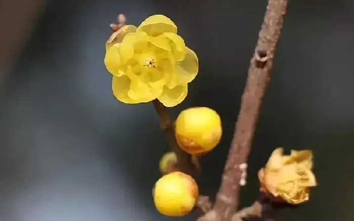 腊梅种子怎么种 腊梅种子的种植方法是什么？