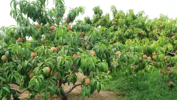 桃树科学种植技术