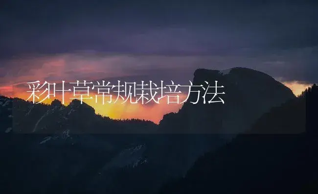 彩叶草常规栽培方法 | 植物知识