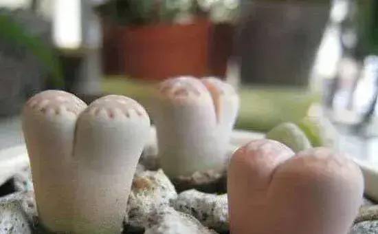 生石花徒长了怎么办，四步教你抑制生石花徒长