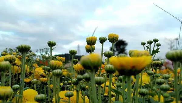 菊花怎么修剪枝叶好看 菊花繁殖方法