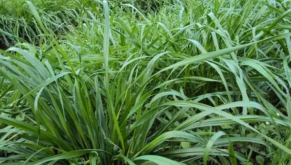 黑麦草种植时间及方法  黑麦草的生长特性