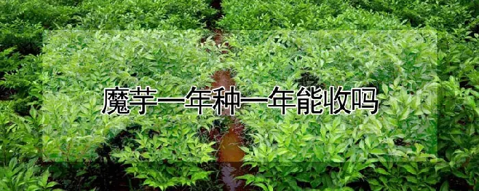 魔芋一年种一年能收吗