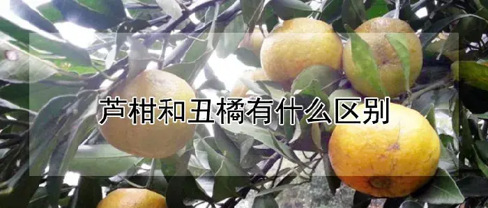 芦柑和丑橘有什么区别