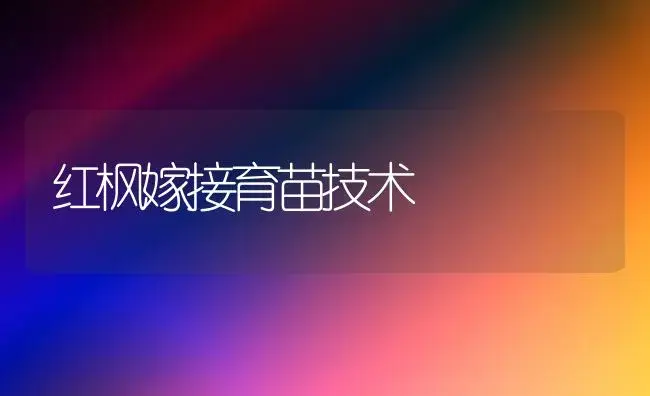红枫嫁接育苗技术 | 植物知识