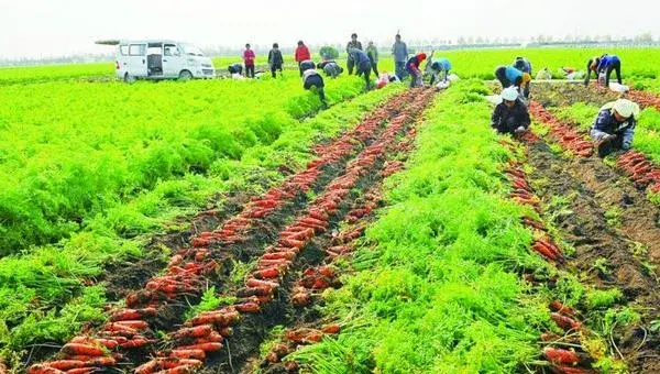 胡萝卜怎么种 胡萝卜科学种植技术