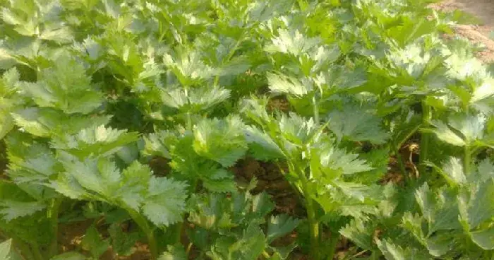 芹菜如何育苗？