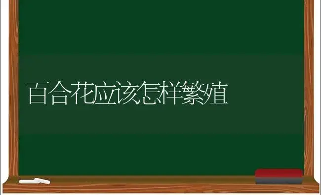 百合花应该怎样繁殖 | 植物科普