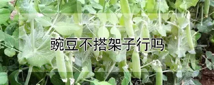 豌豆不搭架子行吗