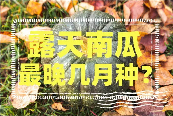 露天南瓜最晚几月种？