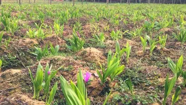 白芨种植前景怎么样 白芨种植是一年一收吗