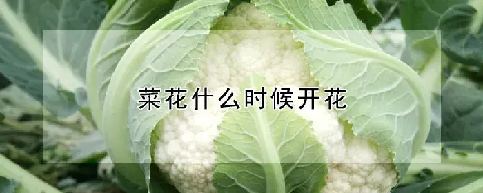 菜花什么时候开花