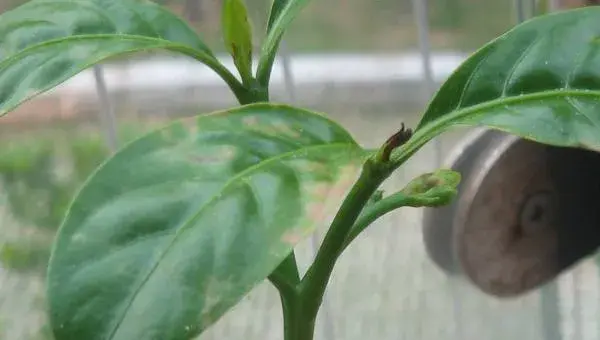 狗牙花什么时候开花 狗牙花什么时候修剪