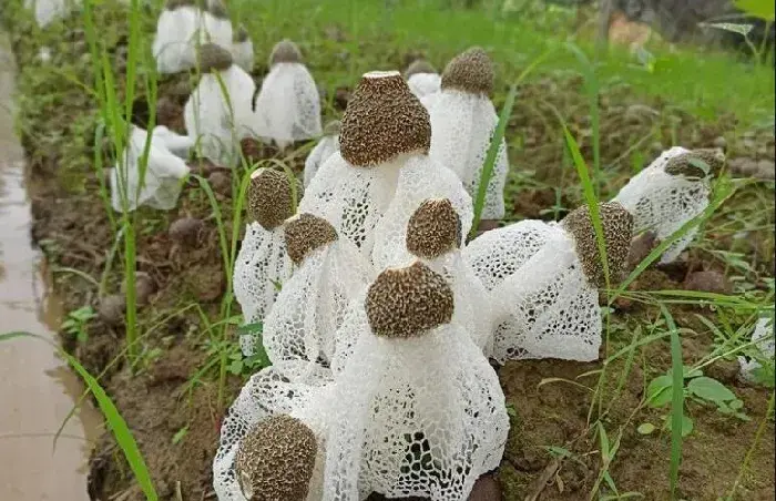 竹荪种植技术 种竹荪有哪些注意事项？