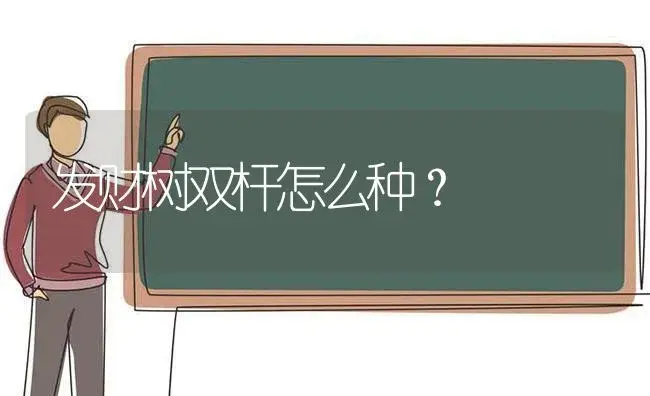 发财树双杆怎么种？ | 植物问答