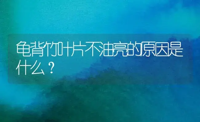 龟背竹叶片不油亮的原因是什么？ | 植物问答