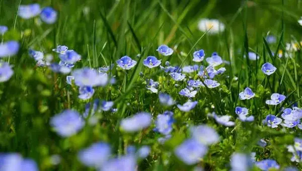 勿忘我花怎么浇水 勿忘我花繁殖方法