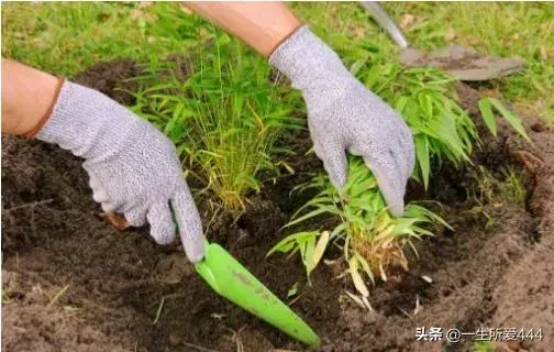 竹子是怎么种植的？