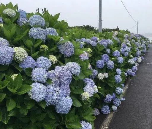 绣球花怎么调色？