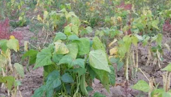 2018种芸豆赚钱吗？芸豆种植的利润与投资成本及前景预测