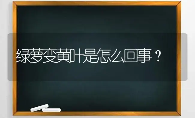 绿萝变黄叶是怎么回事？ | 植物问答