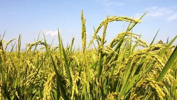 水稻高产种植技巧技术