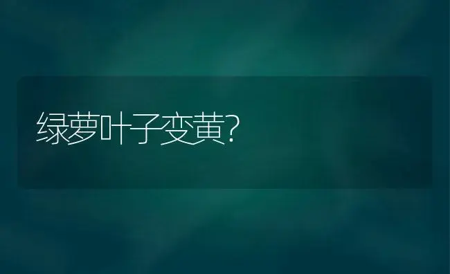 绿萝叶子变黄？ | 植物问答