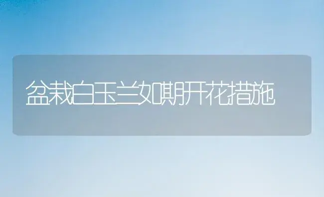 盆栽白玉兰如期开花措施 | 植物科普