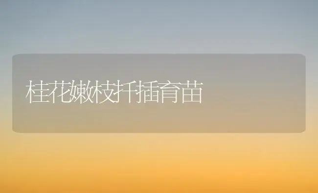 如何科学繁殖珍珠梅 | 植物知识