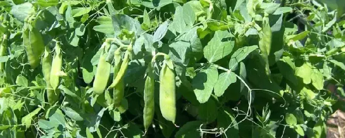 豌豆在家怎么种