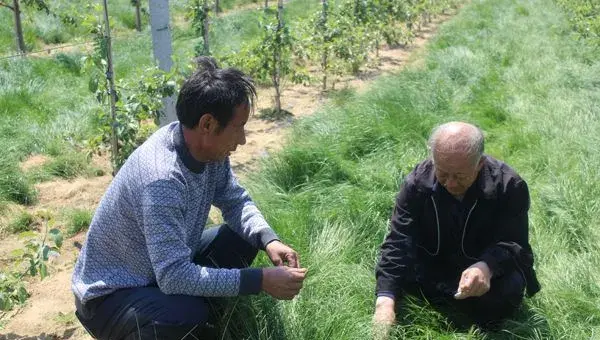 鼠茅草种子选种育苗技巧