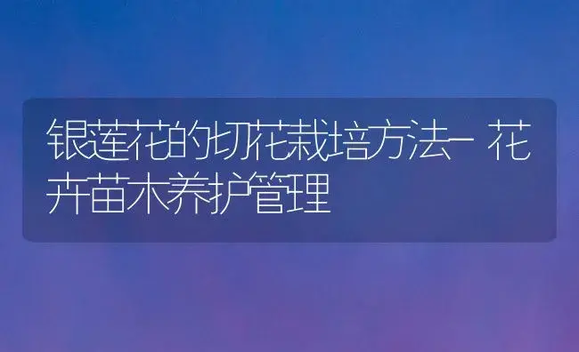 银莲花的切花栽培方法-花卉苗木养护管理 | 植物科普