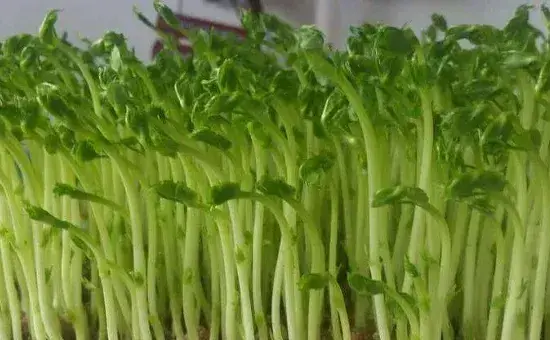 豌豆苗怎么种变粗