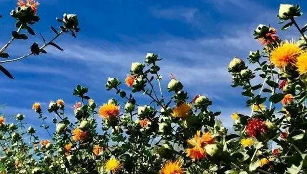 红花的种植时间和技术