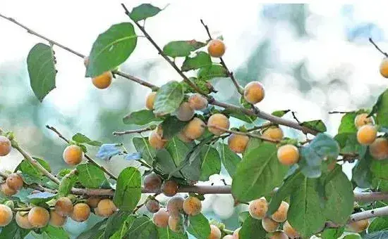 黑枣的种植技术及管理要点