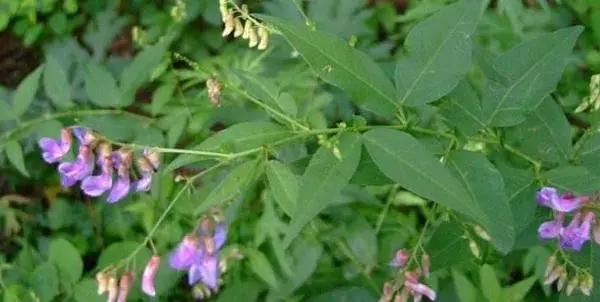 野菜歪头菜高产栽培技术 歪头菜繁殖方法