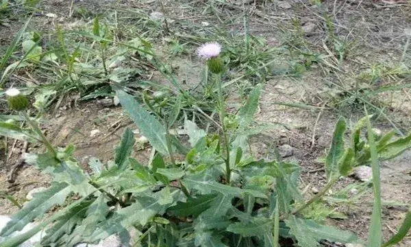 刺儿菜的生长环境